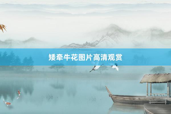 矮牵牛花图片高清观赏